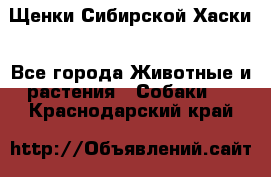 Щенки Сибирской Хаски - Все города Животные и растения » Собаки   . Краснодарский край